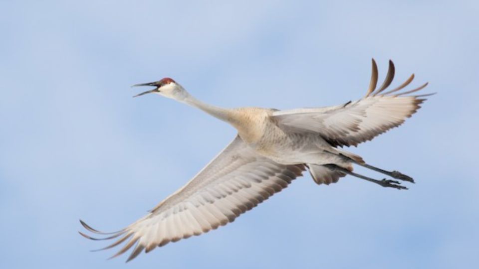 Ciudadanos de Florida se alertaron ante la presencia de estas aves que no es común verlas en la zona.