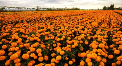 Conoce “El venadito”, el campo de cempasúchil que está en Nuevo León