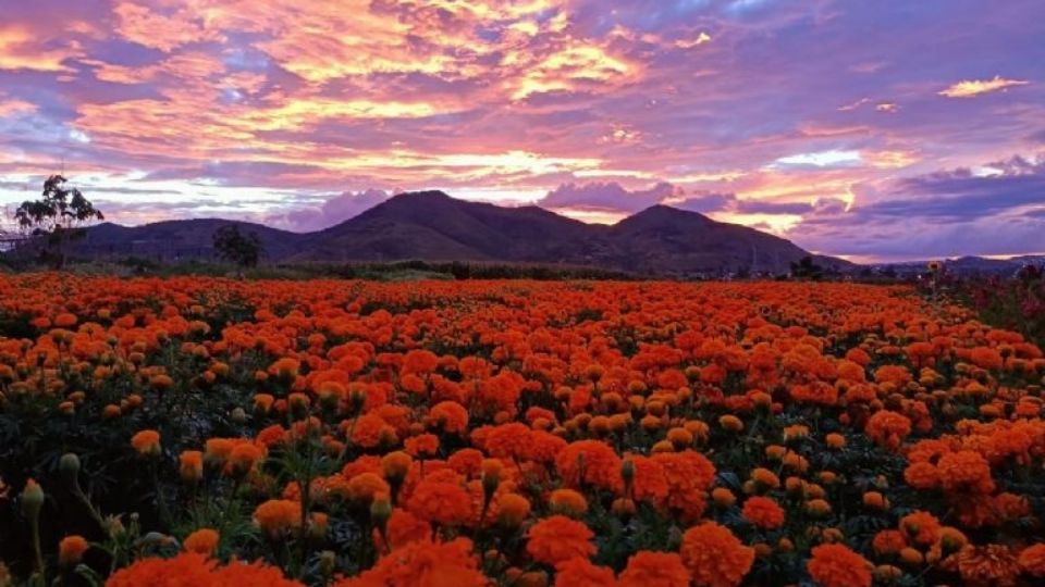 Campo de cempasúchil en Nuevo León.