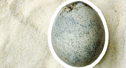Descubren el huevo romano de Berryfields que data desde hace mil 700 años