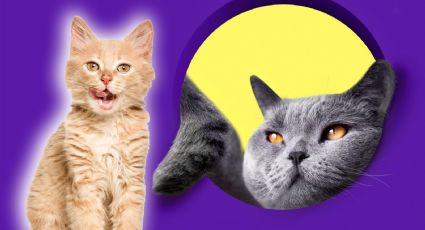 Estas son las razas de gatos más traviesas, pero querrás tener uno