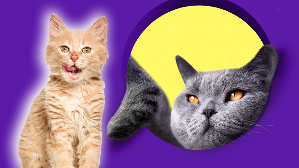Estas son las razas de gatos más traviesas, pero querrás tener uno.