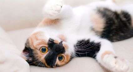 Los mitos más comunes sobre los gatos que debes desaprender