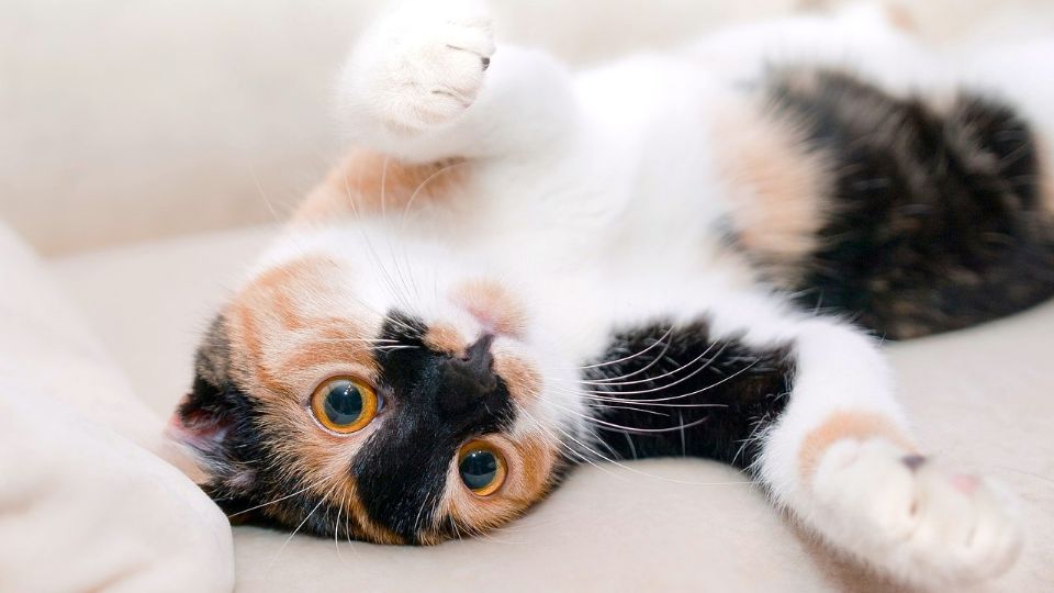 Los mitos más comunes sobre los gatos que debes desaprender.