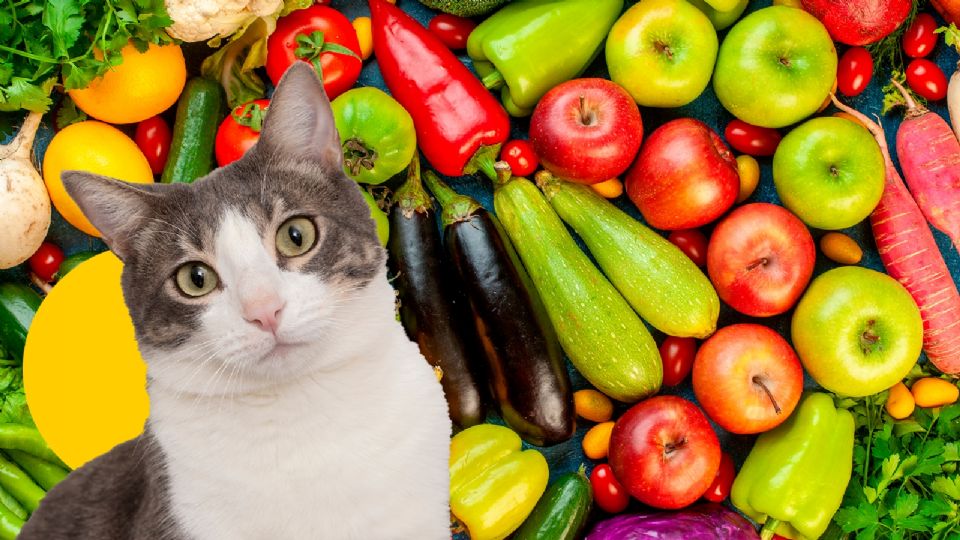Estas son las frutas y verduras que nunca deben de comer tus gatos porque les hacen daño