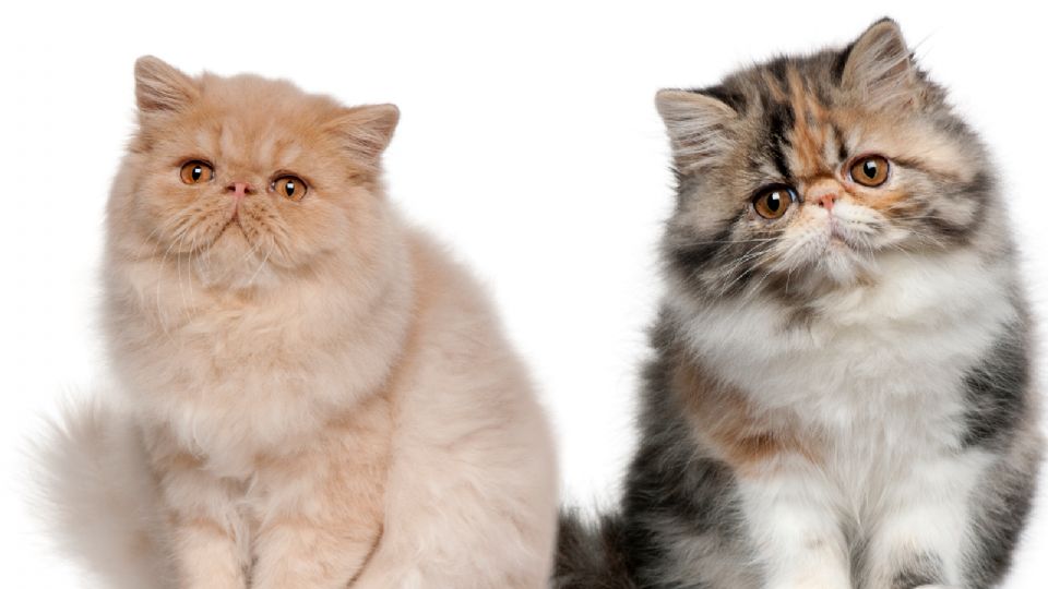 Los gatos persa son conocidos por su personalidad tranquila, dulce y afectuosa.