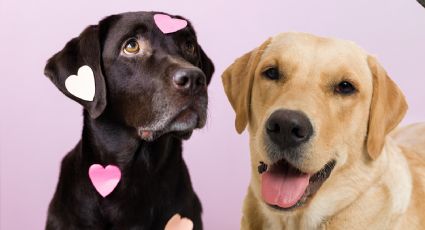 ¿Los perros se enamoran? Esto es lo que dice la ciencia