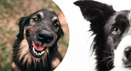 ¿Los perros sonríen? Esto dicen los expertos