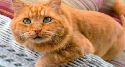 Mitos y realidades de los gatos naranjas, todo lo que tienes que saber de ellos