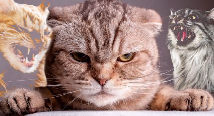 Estas son las razas de gatos más agresivas y que debes evitar en tu hogar, según estudio