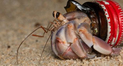 Estos cangrejos usan basura para crear un nuevo caparazón; así lo hacen | FOTOS