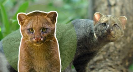 Conoce a el jaguarundi, el extraño felino que habita Nuevo León