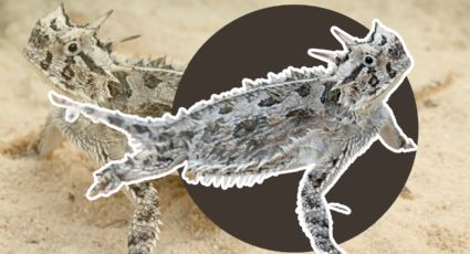 Lagarto Cornudo: El falso camaleón que vive en los desiertos de NL