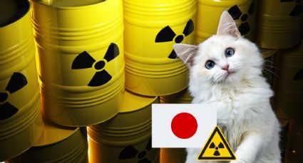 Gato con sustancia tóxica alerta a Japón y autoridades piden no tocarlo por estas razones | VIDEO