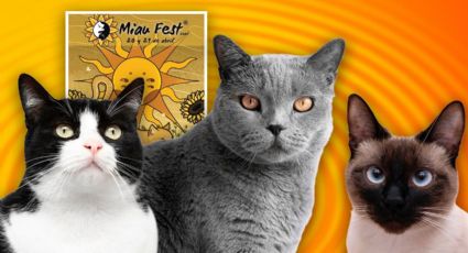 Miau Fest 2024 en CDMX: ¿Dónde será el festival para los amantes de los gatos?