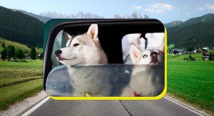 5 tips para viajar en carretera con tu mascota