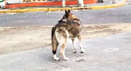Lobo escapa de un inmueble de Aragón y hace correr a policías y vecinos