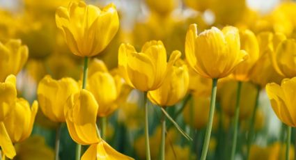 En marzo también se regalan flores amarillas: Te decimos ¿Por qué?