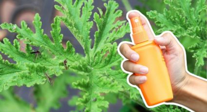¿Conoces la citronela? Esta planta ayuda a repeler los mosquitos
