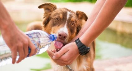 Razas de perros vulnerables al golpe de calor: ¿Cuáles debes vigilar?