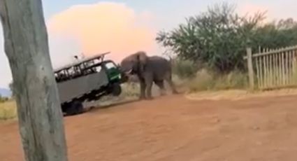 Elefante causa pánico al levantar camión de turistas con su trompa