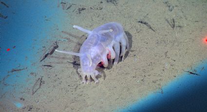 El cerdo marino y otras extrañas especies encontradas en lo profundo del océano Pacífico