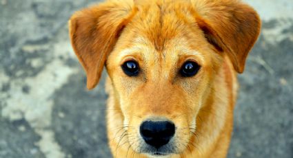 Las razas de perro que están en peligro de extinción; sólo hay 100 ejemplares en el mundo
