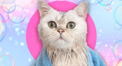 ¿Bañar o no a tu gato? He ahí el dilema, aquí te dejamos la mejor respuesta