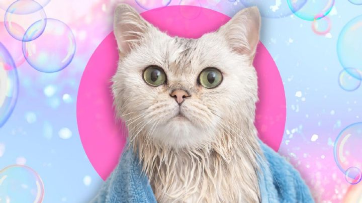 ¿Bañar o no a tu gato? He ahí el dilema, aquí te dejamos la mejor respuesta