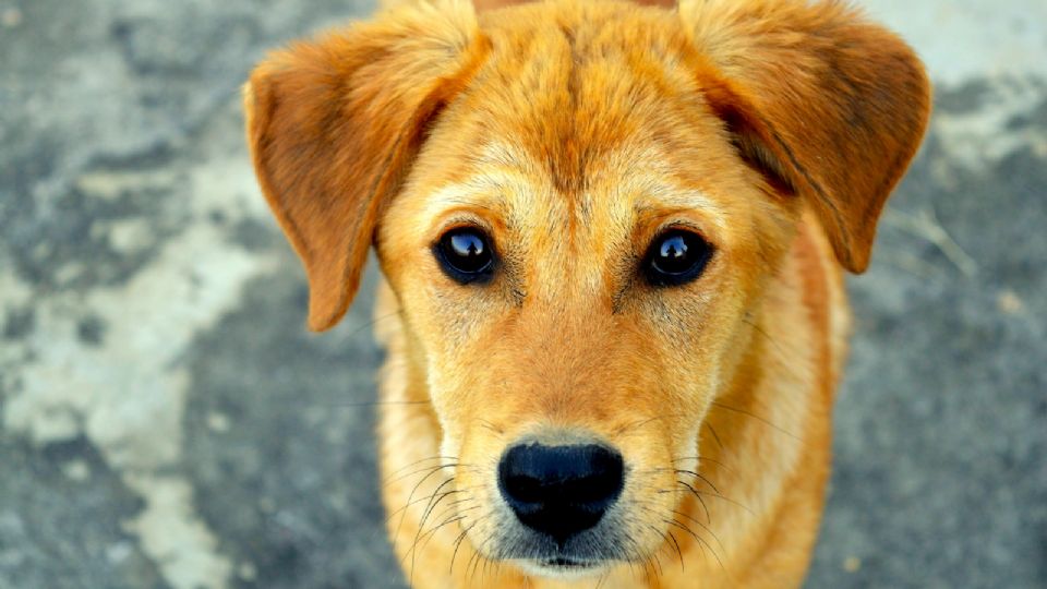 Las razas de perro que están en peligro de extinción; sólo hay 100 ejemplares en el mundo.