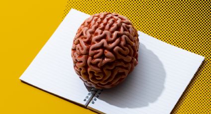 Científicos revelan un aumento de tamaño en el cerebro humano desde hace casi 100 años