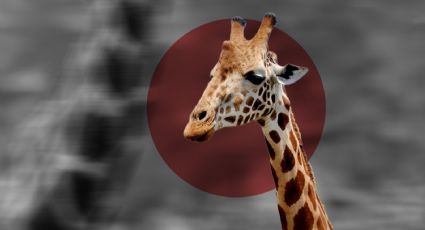 Denuncian maltrato de otra jirafa en México; ahora en el Zoológico Parque del Pueblo