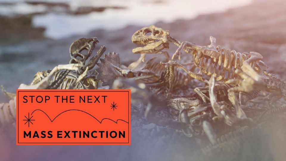 Investigadores sugieren que la sexta extinción masiva ya comenzó.