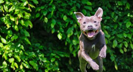 ¿Tienes un Pitbull Terrier? Conoce a la raza de perro más controvertida y popular de México