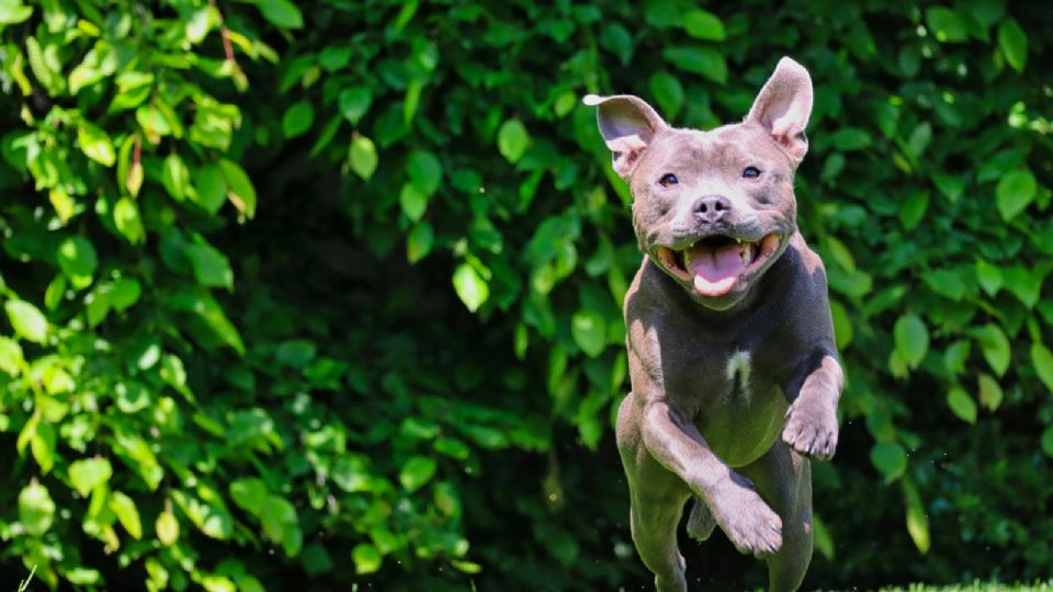 Imagen de un Pitbull Terrier Americano.