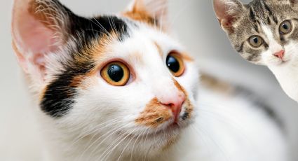 Las razas de gato que deberías pensarlo dos veces antes de tenerlos, de acuerdo con un veterinario