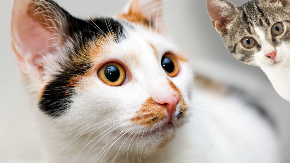 Las razas de gato que deberías pensarlo dos veces antes de tenerlos, de acuerdo con un veterinario.