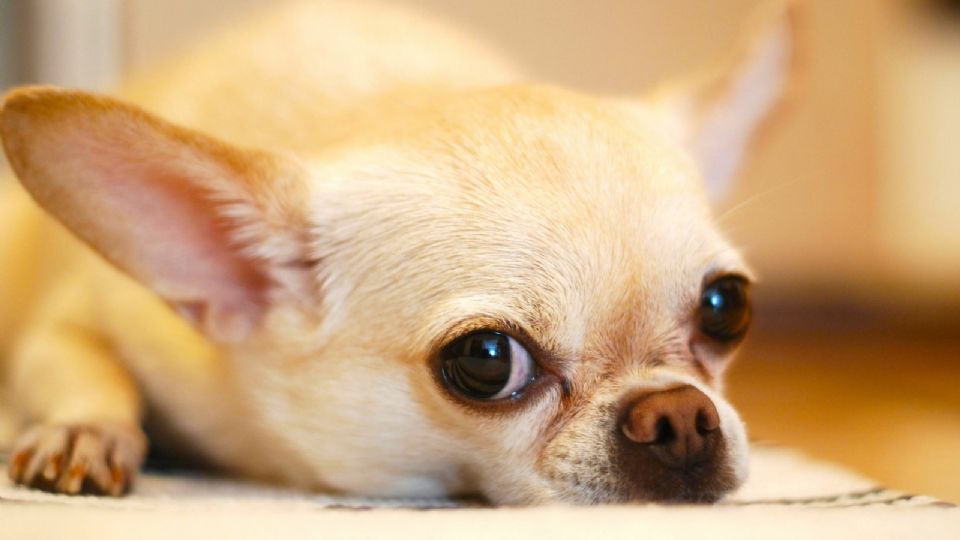 Chihuahua es una raza de perros.