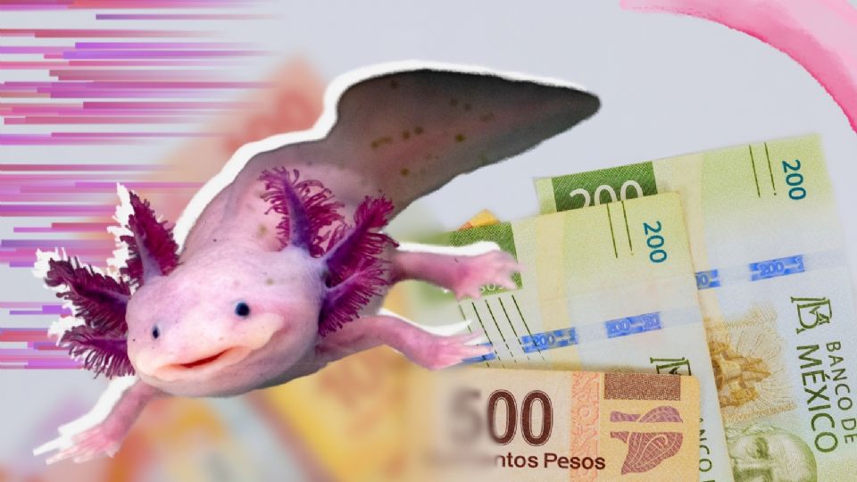 Ajolotita 'La Gordita' del billete de 50 pesos ahora habita en el acuario Michin en CDMX.