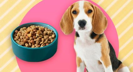 Conoce la alimentación adecuada para tu perro según su edad