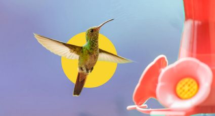 Atrae colibríes a tu jardín: Guía para alimentarlos correctamente