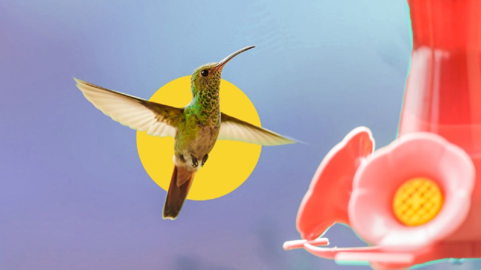 La forma correcta para alimentar a un colibrí.
