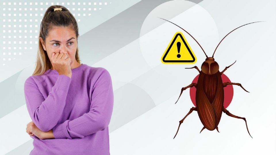 Cucarachas muestran resistencia a los insecticidas