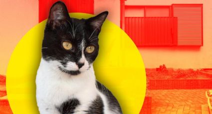 ¿Sabes porqué los gatos se van de casa?, conoce aquí la respuesta