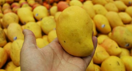 Beneficios de comer mango en esta temporada