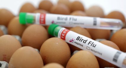 OMS eleva su preocupación por gripe aviar al presentar un caso extraño de contagio