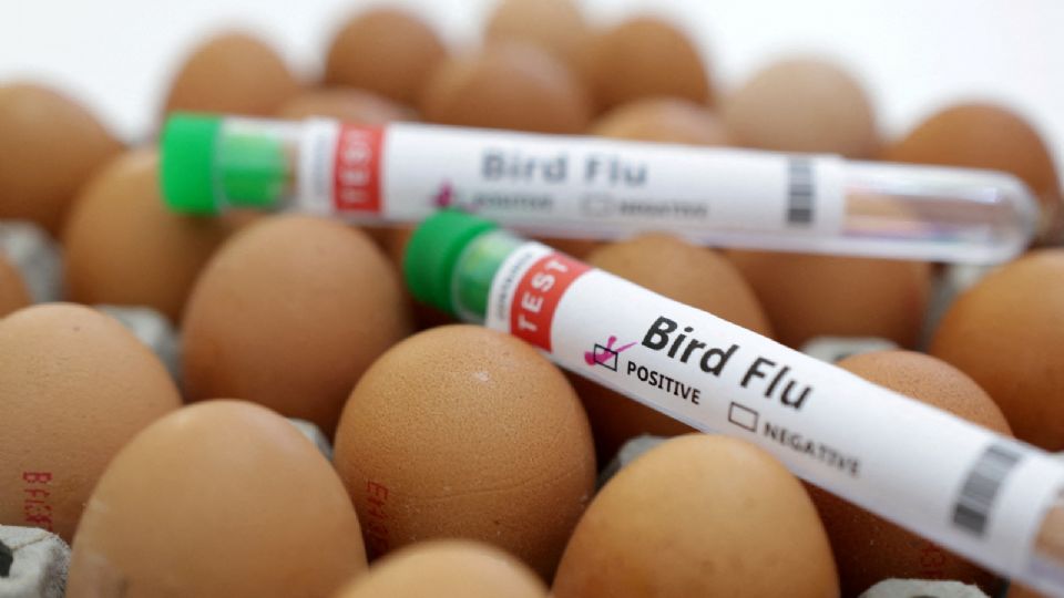 Ilustración fotográfica con tubos de laboratorio con la leyenda 'gripe aviar' junto a varios huevos. 14 enero 2023.