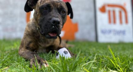 Impulsa Metro adopción de perros del CTC con motivo Día del Niño