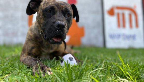 Impulsa Metro adopción de perros del CTC con motivo Día del Niño