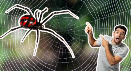 Araña viuda negra: Todo lo que debes saber al verla en tu hogar